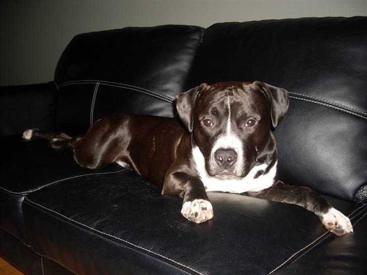 Amerikansk staffordshire terrier Chico - Sofahund no. 1 billede 7