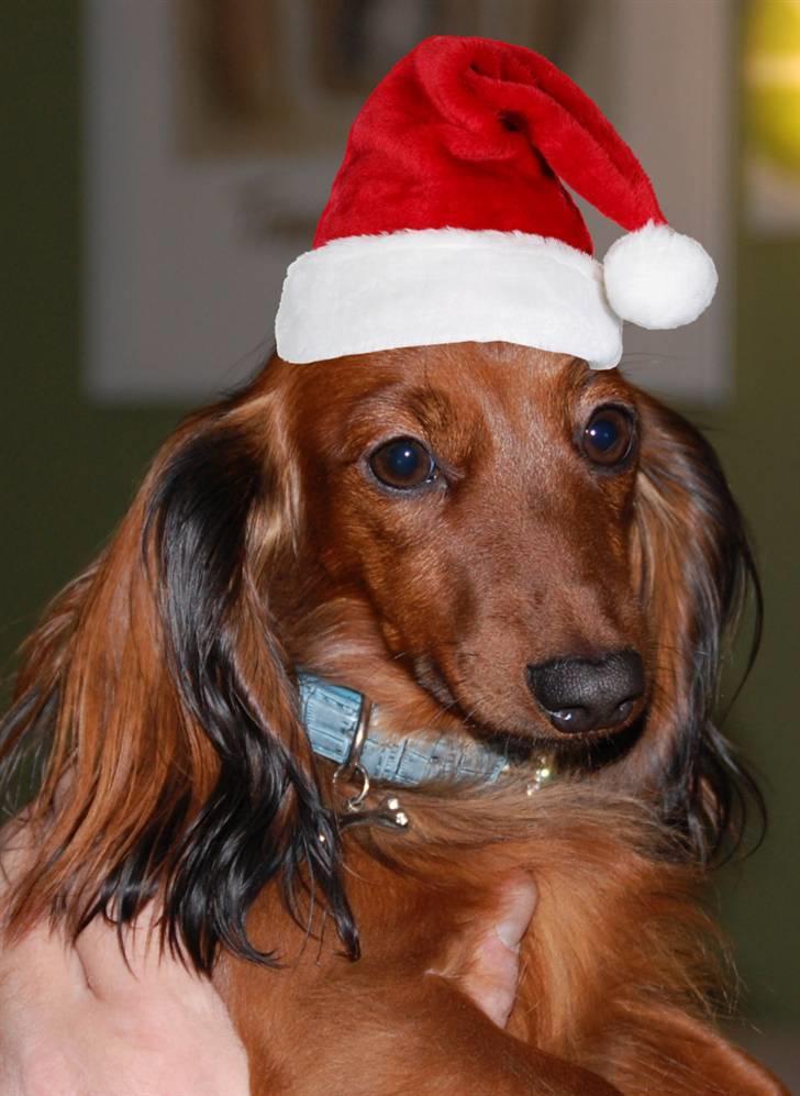 Dværggravhund Cookie - Glædelig Jul til alle billede 7