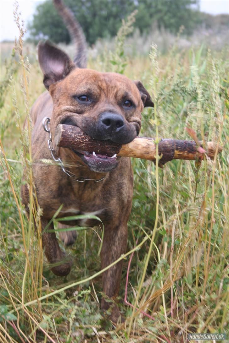 Amerikansk staffordshire terrier Miglo billede 1