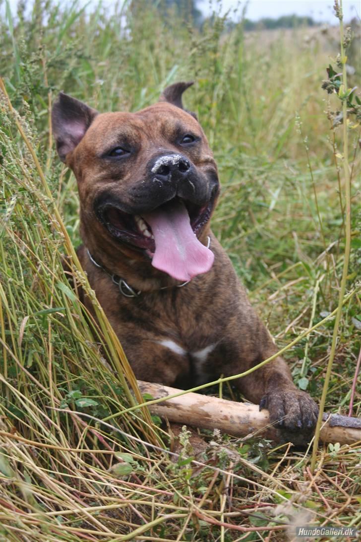 Amerikansk staffordshire terrier Miglo billede 2