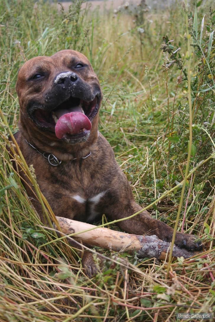 Amerikansk staffordshire terrier Miglo billede 3