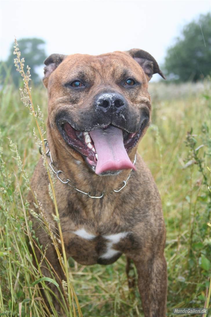 Amerikansk staffordshire terrier Miglo billede 4