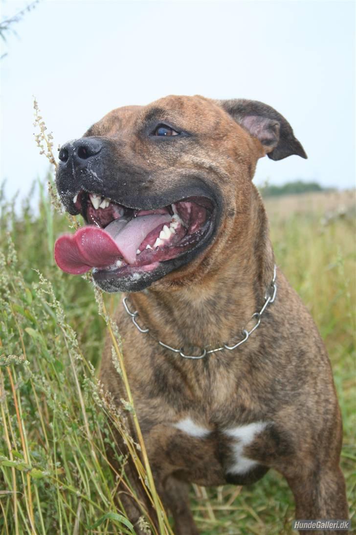 Amerikansk staffordshire terrier Miglo billede 5