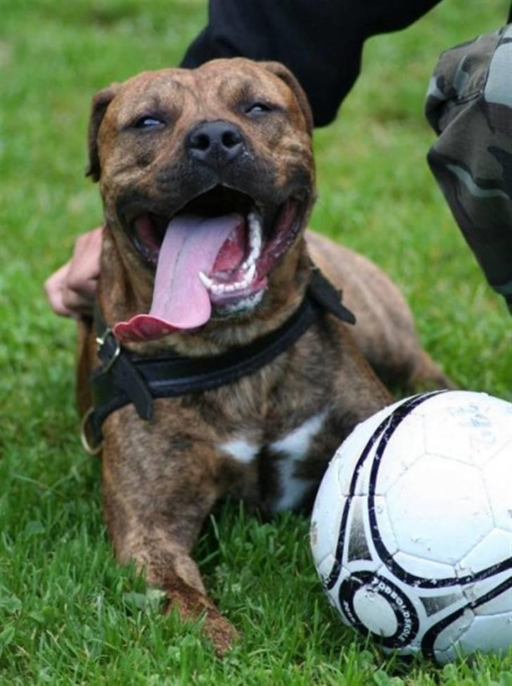 Amerikansk staffordshire terrier Miglo billede 6