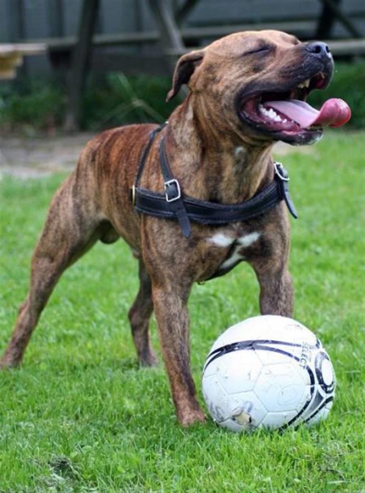 Amerikansk staffordshire terrier Miglo billede 7