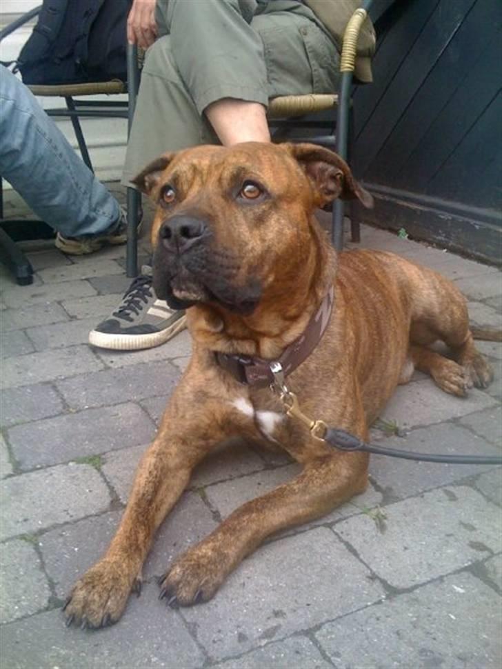 Amerikansk staffordshire terrier Miglo billede 8