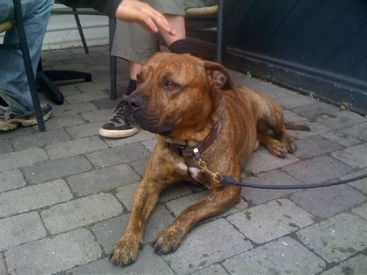 Amerikansk staffordshire terrier Miglo billede 9