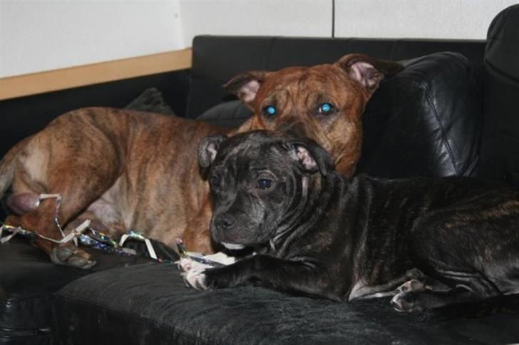 Amerikansk staffordshire terrier Miglo billede 10