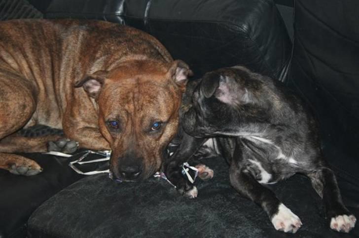 Amerikansk staffordshire terrier Miglo billede 11