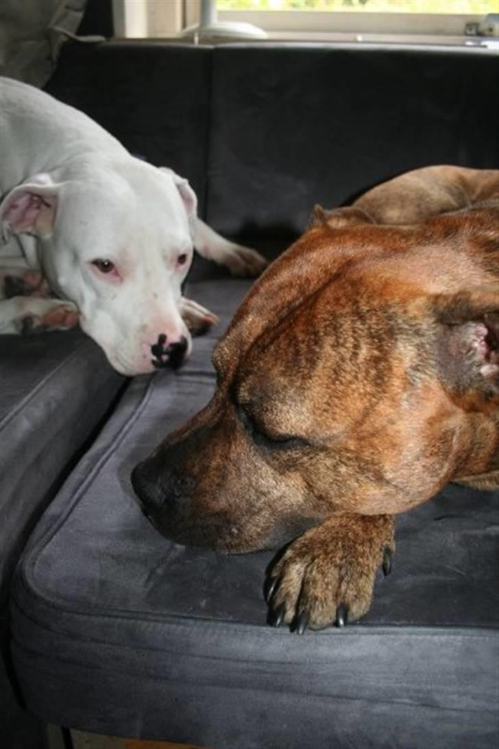 Amerikansk staffordshire terrier Miglo billede 12