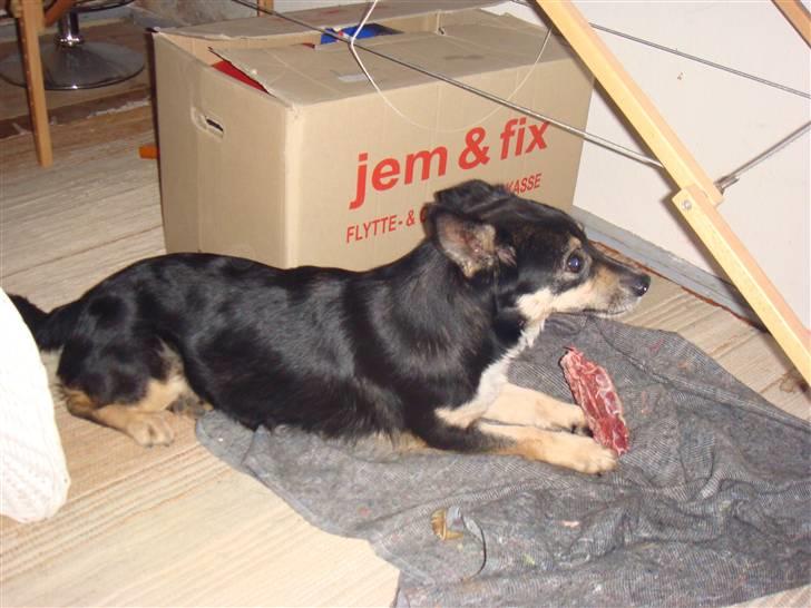 Blanding af racer Lenja billede 2