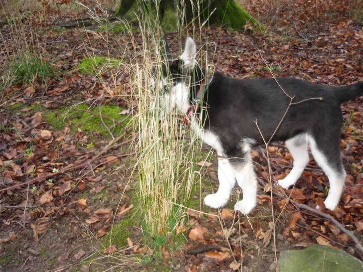 Siberian husky ziggie billede 1