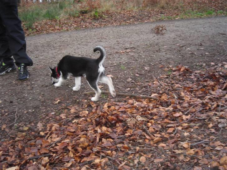 Siberian husky ziggie billede 2