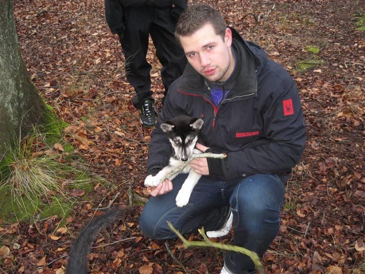 Siberian husky ziggie billede 3