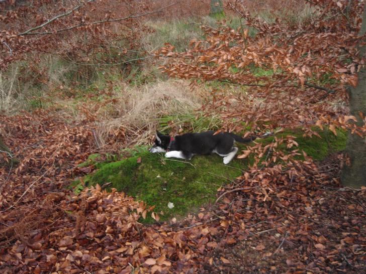 Siberian husky ziggie billede 4