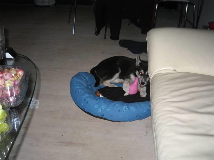 Siberian husky ziggie billede 5