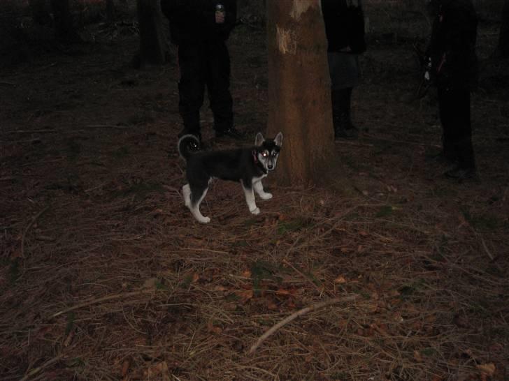 Siberian husky ziggie billede 6