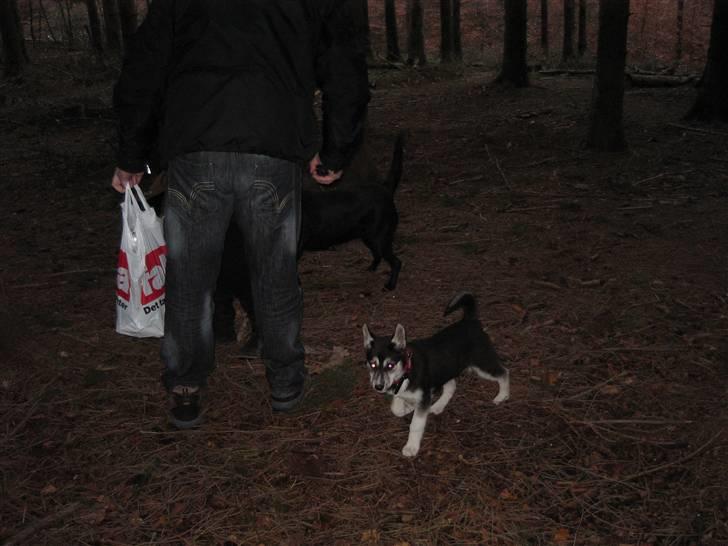 Siberian husky ziggie billede 7