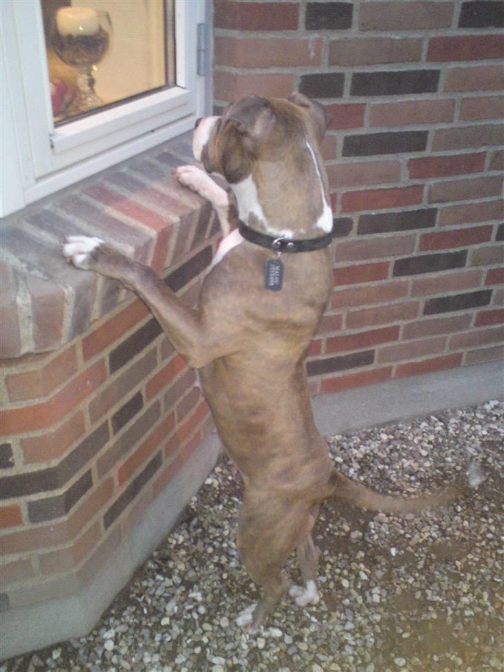 Amerikansk staffordshire terrier Malou R.I.P billede 1