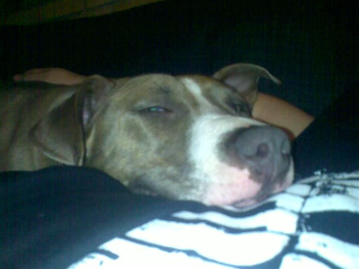 Amerikansk staffordshire terrier Malou R.I.P billede 2