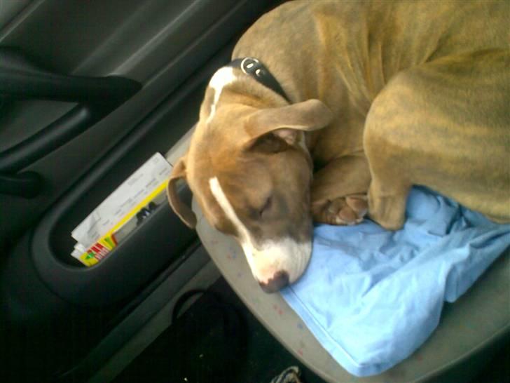 Amerikansk staffordshire terrier Malou R.I.P billede 3