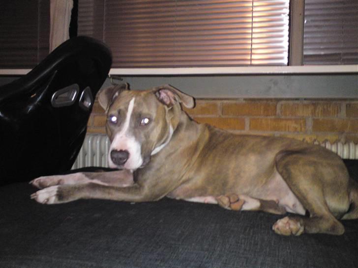 Amerikansk staffordshire terrier Malou R.I.P billede 4