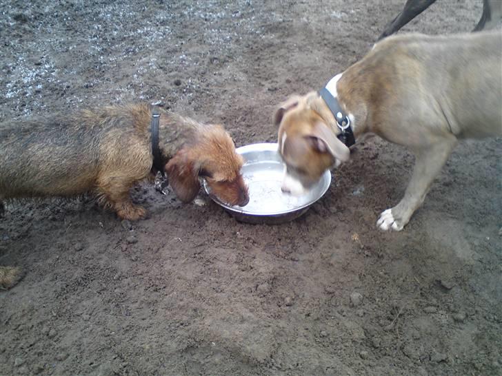 Amerikansk staffordshire terrier Malou R.I.P billede 5