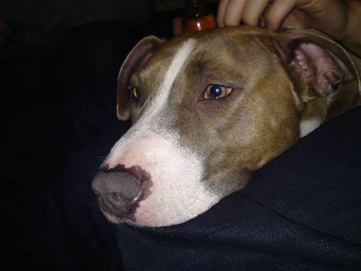 Amerikansk staffordshire terrier Malou R.I.P billede 6