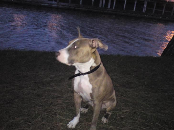 Amerikansk staffordshire terrier Malou R.I.P billede 7