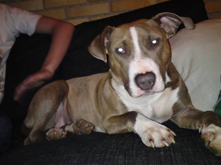 Amerikansk staffordshire terrier Malou R.I.P billede 8