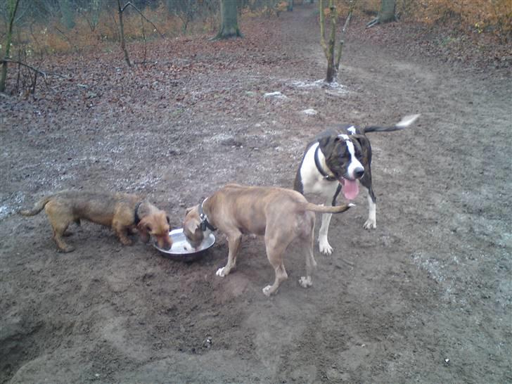 Amerikansk staffordshire terrier Malou R.I.P billede 9