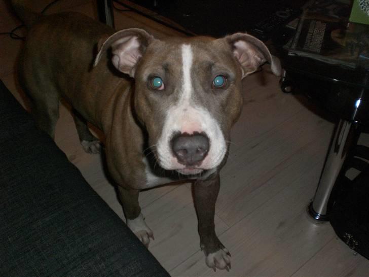 Amerikansk staffordshire terrier Malou R.I.P billede 10