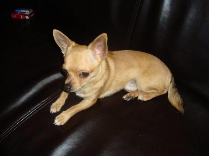 Chihuahua Hugo billede 2