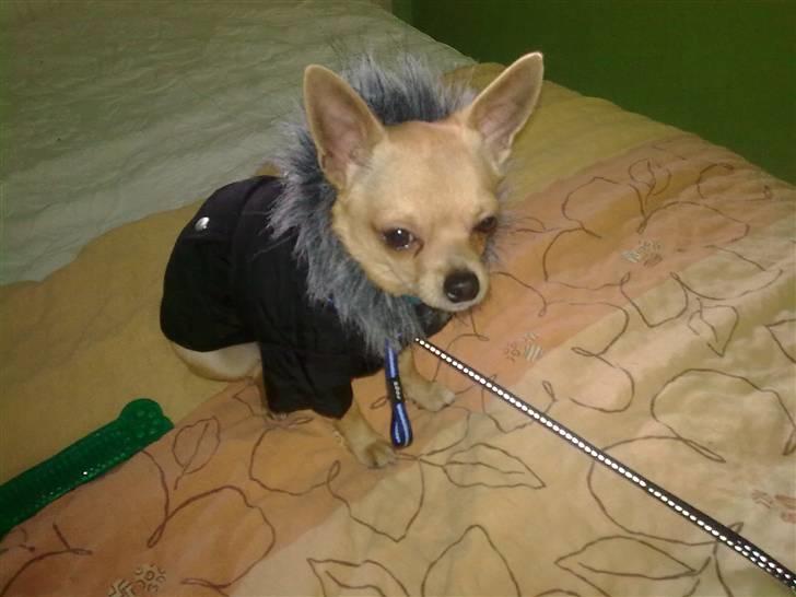 Chihuahua Hugo - Få nu den grimme jakke af mig moooaar.. det er kun minus 15 grader og sne udenfor.. *ss* billede 4