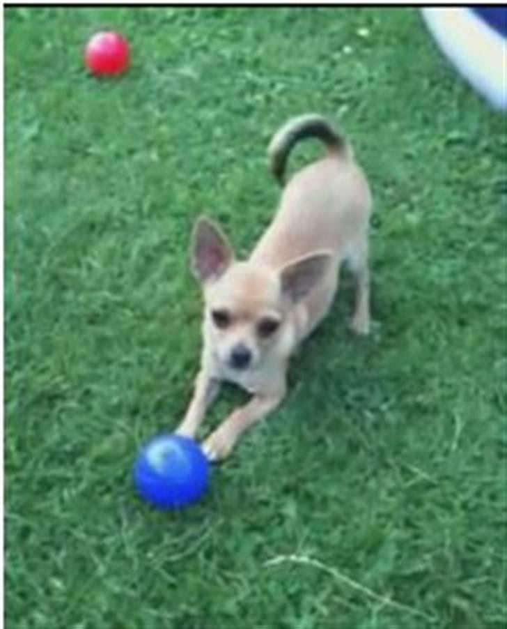 Chihuahua Hugo - Leg :) billede 5