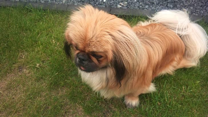 Pekingeser Charlie - Himmelhund 2020 billede 16