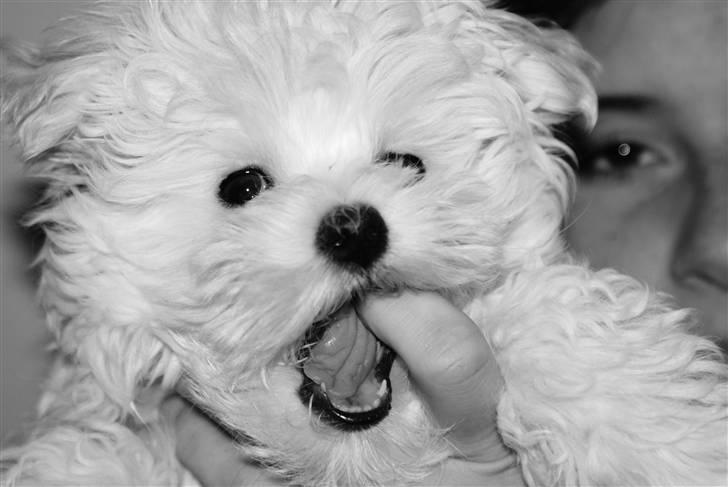 Malteser Luna - Luna kan godt lide at lege. Hun er her næsten 7 uger. billede 1