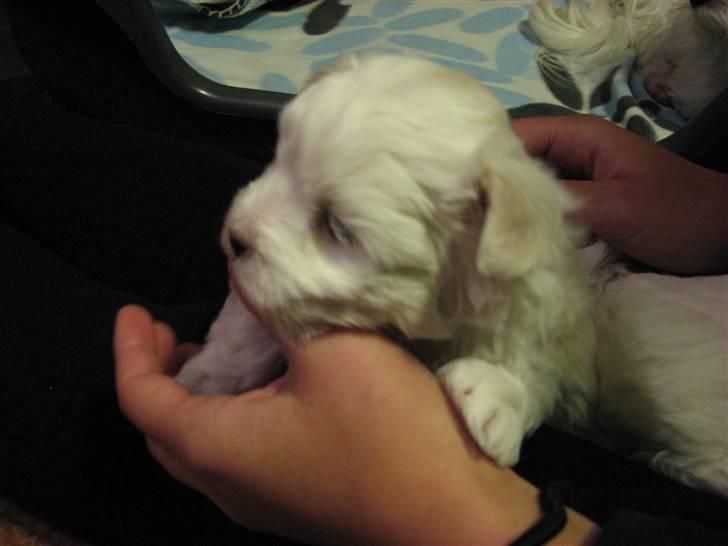 Malteser Luna - Første gang vi besøger Luna. Hun er her 4-5 uger. billede 2