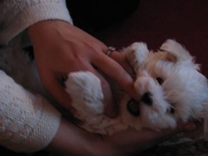 Malteser Luna - "Jeg elsker at lege" billede 3