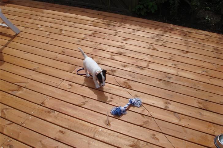 Jack russell terrier Chico billede 1