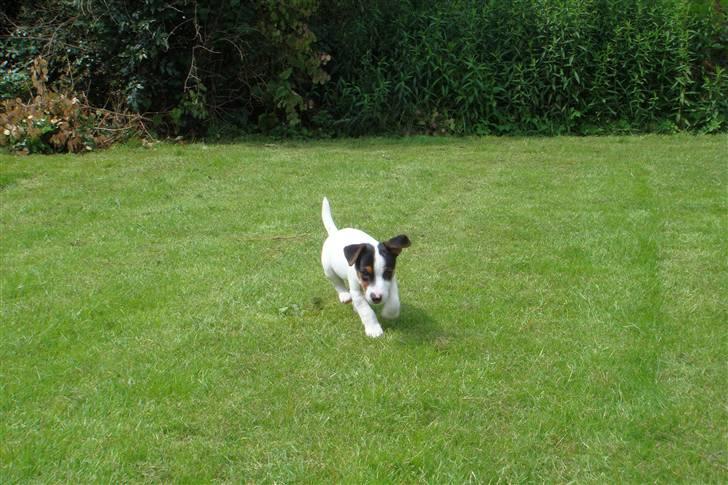 Jack russell terrier Chico billede 2