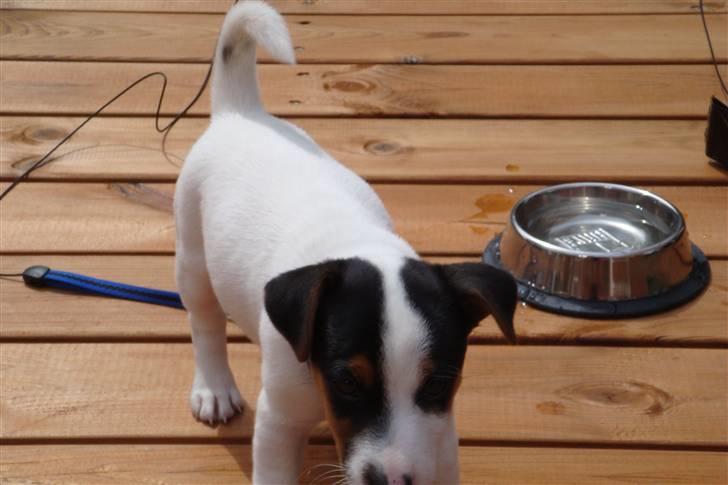 Jack russell terrier Chico billede 3