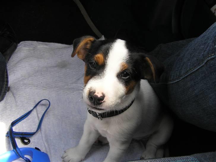 Jack russell terrier Chico billede 4