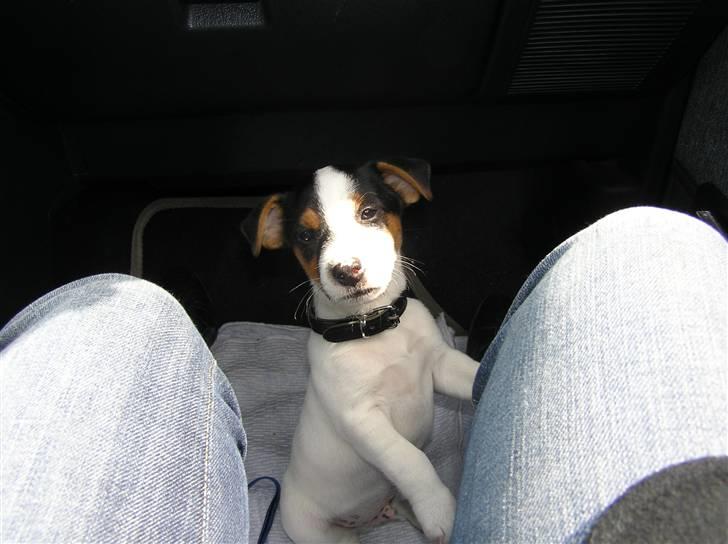 Jack russell terrier Chico billede 5