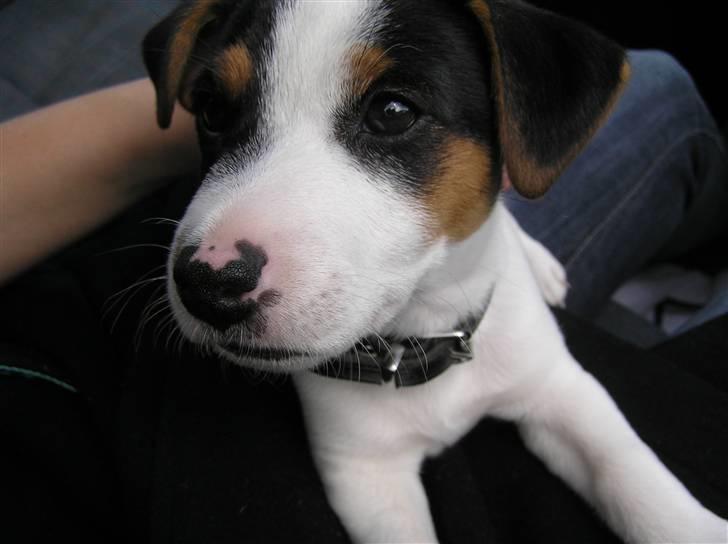 Jack russell terrier Chico billede 6