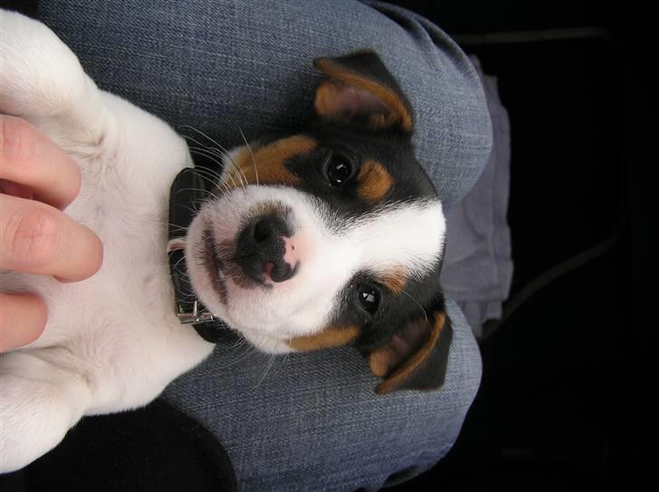 Jack russell terrier Chico billede 7