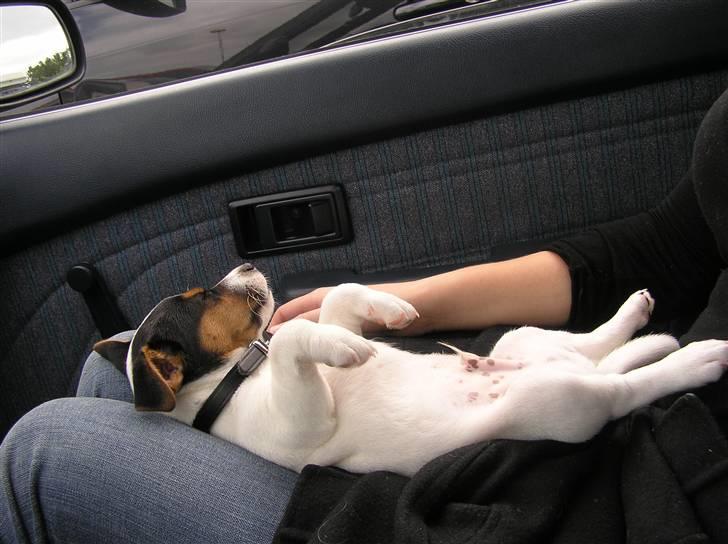 Jack russell terrier Chico billede 8