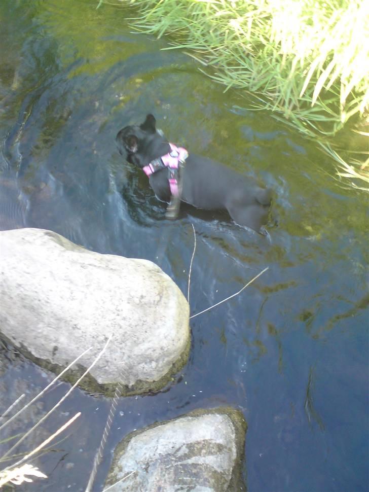 Fransk bulldog Chili billede 16