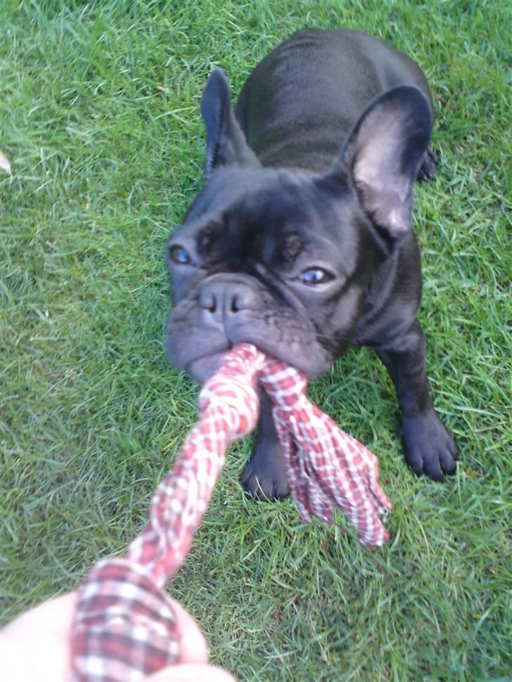 Fransk bulldog Chili billede 17