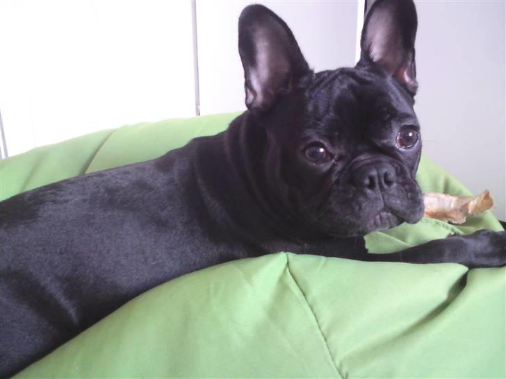 Fransk bulldog Chili billede 19